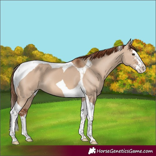 Horse Color:Red Dun Sabino Splash Tobiano 