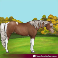 Horse Color:Gray Silver Black Pearl Tobiano