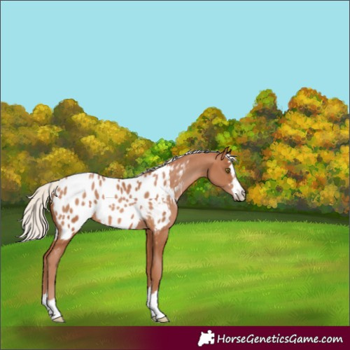Horse Color:Silver Brown Pearl Appaloosa 