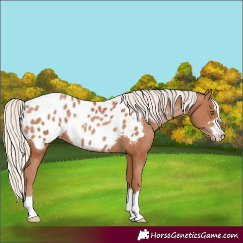 Horse Color:Silver Brown Pearl Blanket 