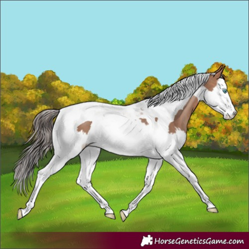 Horse Color:Amber Champagne Splash Tobiano