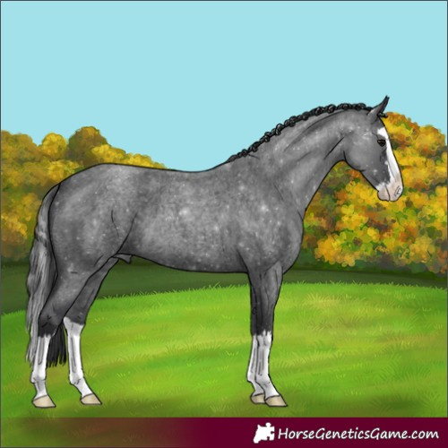 Horse Color:Blue Roan Splash 