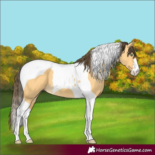 Horse Color:Amber Cream Champagne Dun Tobiano