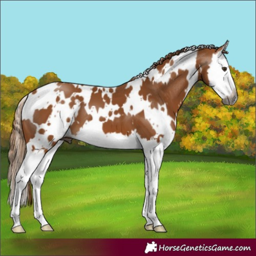 Horse Color:Gray White Spotted Chestnut Splash 