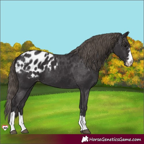 Horse Color:Buckskin Blanket 