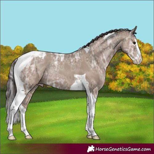 Horse Color:Classic Champagne Ice Splash Tobiano Rabicano 