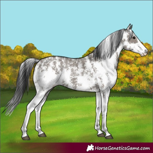 Horse Color:Grullo Sabino Rabicano 