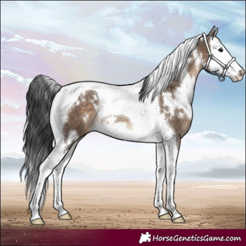 Horse Color:White Spotted Brown Dun Splash Tobiano 