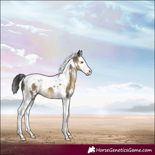 Horse Color:White Spotted Buckskin Dun Splash Tobiano 