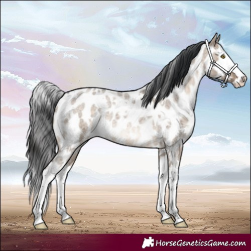 Horse Color:White Spotted Brown Roan Dun Splash Near Leopard Brindle 