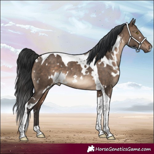 Horse Color:White Spotted Brown Dun Tobiano