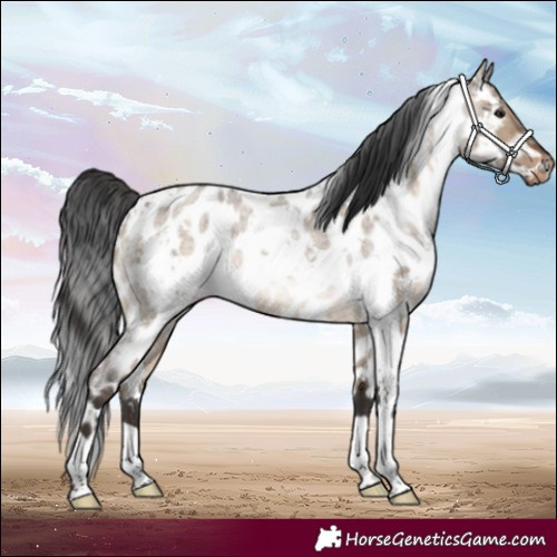 Horse Color:White Spotted Bay Roan Dun Appaloosa Brindle 