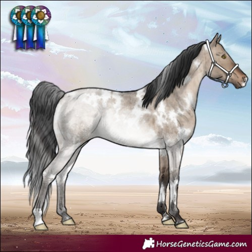 Horse Color:White Spotted Brown Roan Dun Brindle