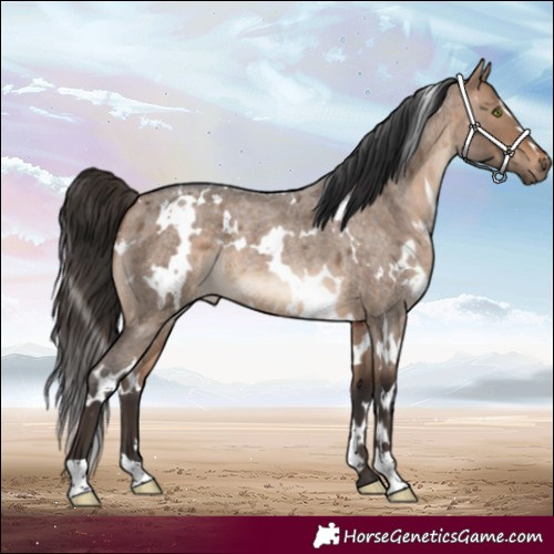 Horse Color:White Spotted Bay Roan Dun 