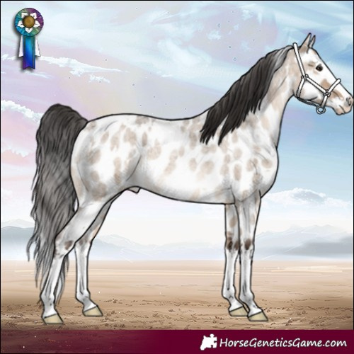 Horse Color:White Spotted Brown Roan Dun Splash Appaloosa