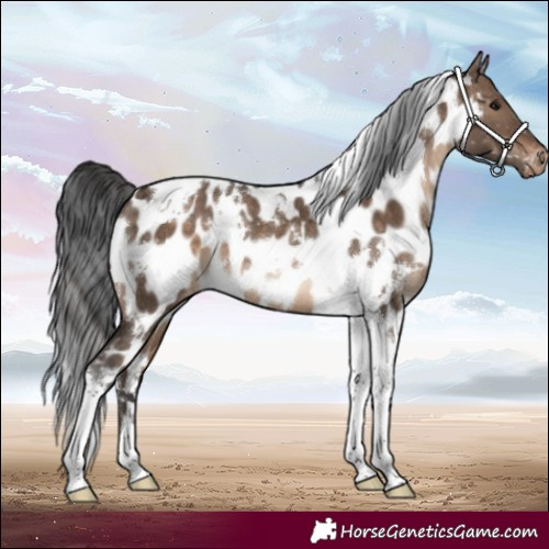 Horse Color:White Spotted Brown Dun Tobiano Appaloosa