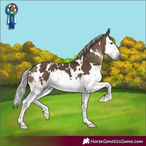 Horse Color:Gray White Spotted Silver Bay Dun Splash 
