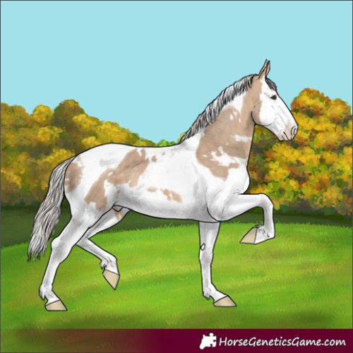 Horse Color:White Spotted Silver Brown Dun Splash Tobiano 