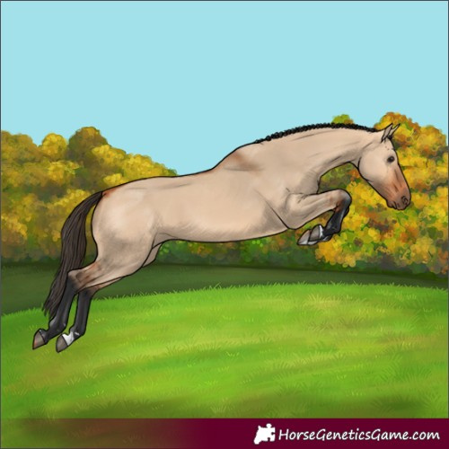 Horse Color:Bay Dun