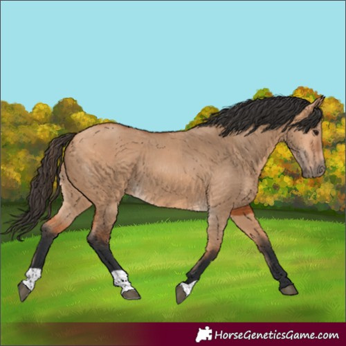 Horse Color:Bay Dun