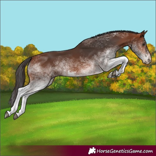 Horse Color:White Spotted Bay 
