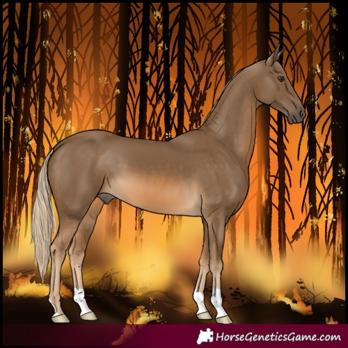 Horse Color:Chocolate Palomino 