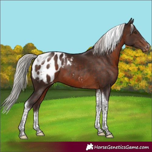 Horse Color:Silver Brown Tobiano Appaloosa