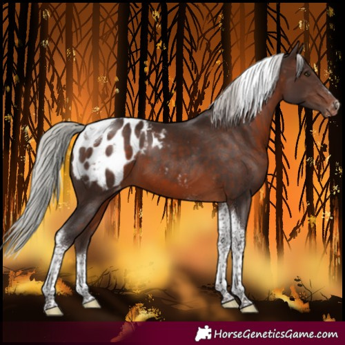 Horse Color:Silver Brown Tobiano Blanket 