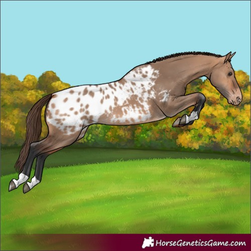 Horse Color:Bay Dun Appaloosa