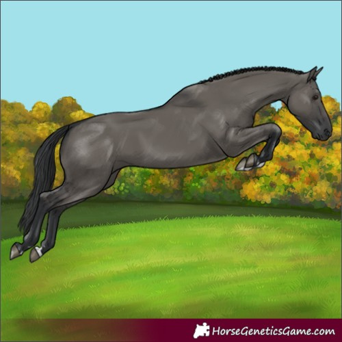 Horse Color:Grullo