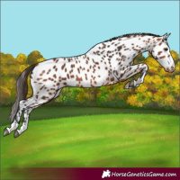Horse Color:Bay Appaloosa