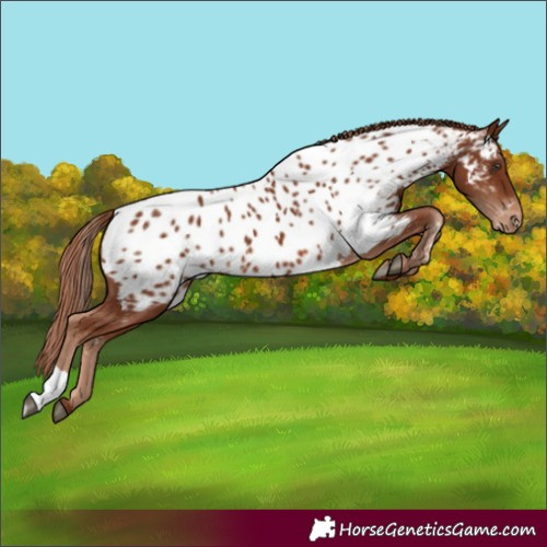 Horse Color:Chestnut Appaloosa