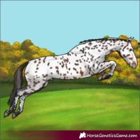 Horse Color:Brown Appaloosa