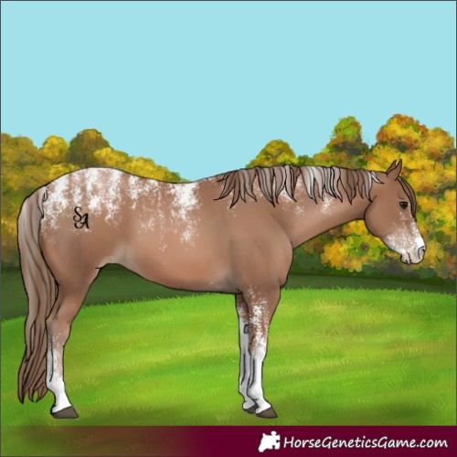 Horse Color:Powder White Black Pearl 