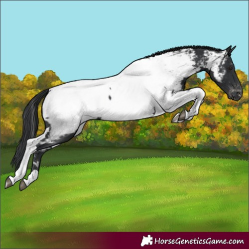 Horse Color:Black Tobiano Appaloosa