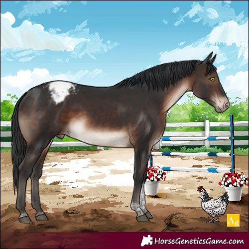 Horse Color:Brown Mushroom Tobiano Appaloosa