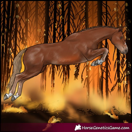 Horse Color:Chestnut Rabicano 