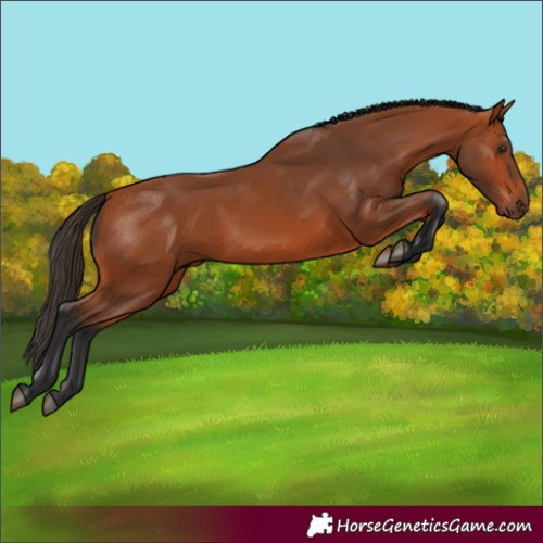 Horse Color:Bay Rabicano 