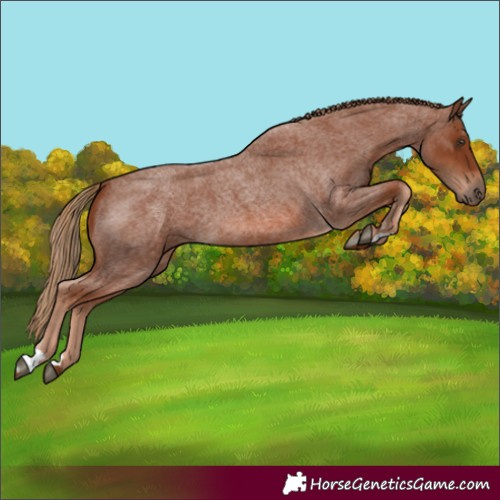 Horse Color:Red Roan 