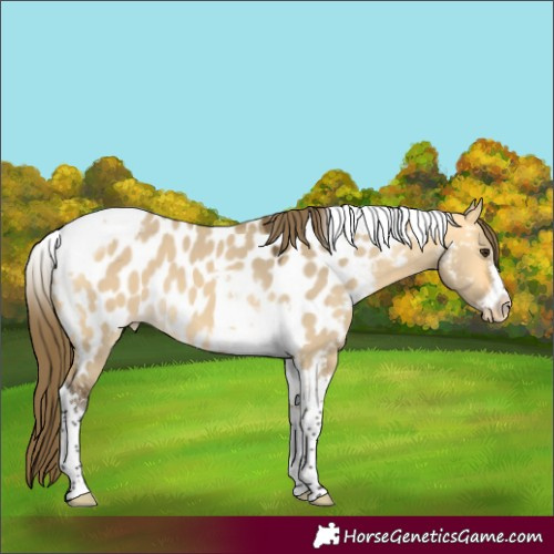 Horse Color:Buckskin Dun Tobiano Frame Appaloosa