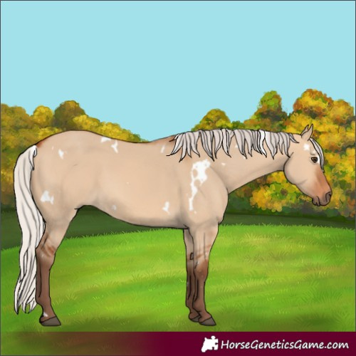 Horse Color:White Spotted Silver Bay Dun 