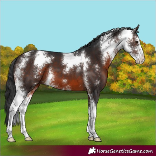 Horse Color:Brown Sabino 