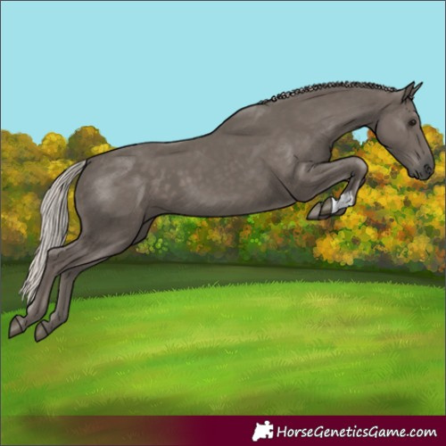 Horse Color:Silver Black