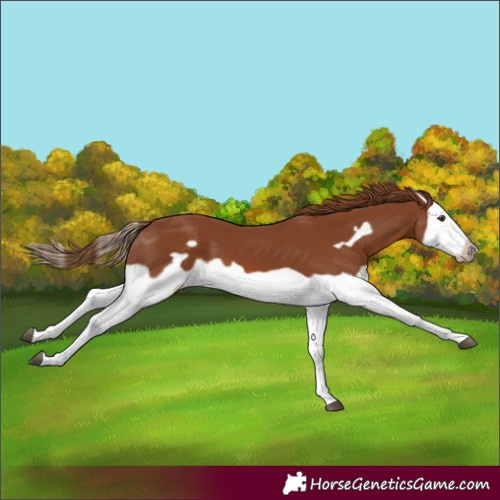 Horse Color:Chestnut Splash Frame 