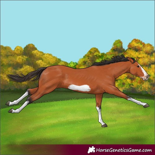 Horse Color:Bay Splash Frame