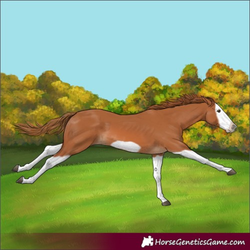 Horse Color:Chestnut Splash Frame 
