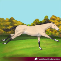 Horse Color:Buckskin 