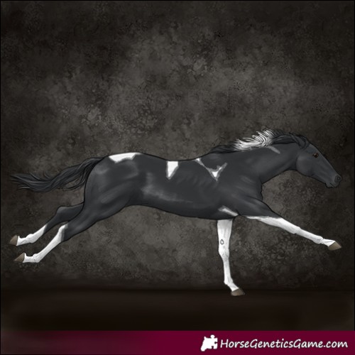 Horse Color:Black Tobiano 