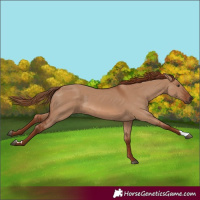 Horse Color:Red Dun