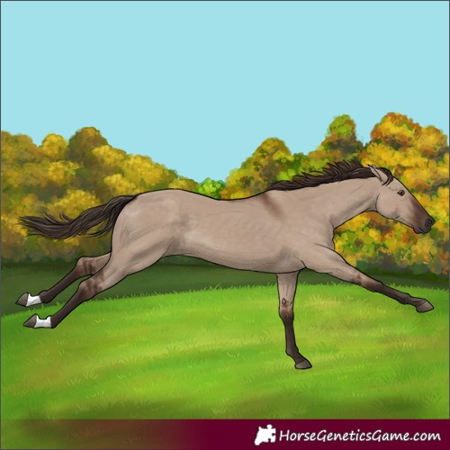 Horse Color:Liver Red Dun